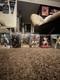 Elvis Presley Action Figures Bundle